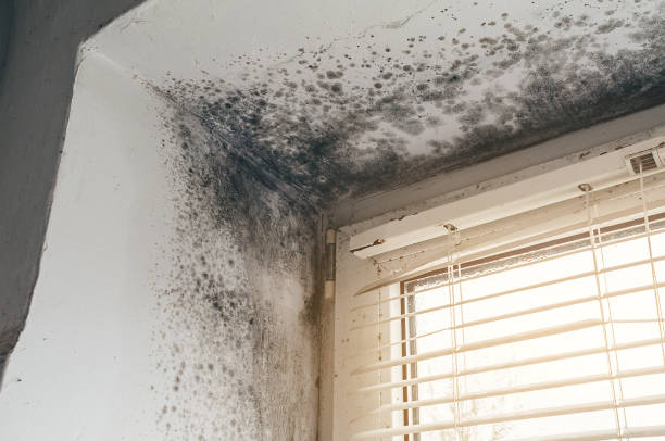 Affordable Mold Cleanup solutions in Macatawa, MI